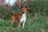 BASENJI 013